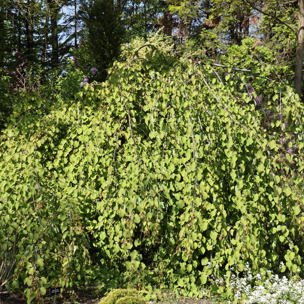 Cercidiphyllum japonicum Amazing Grace - Albero del caramello