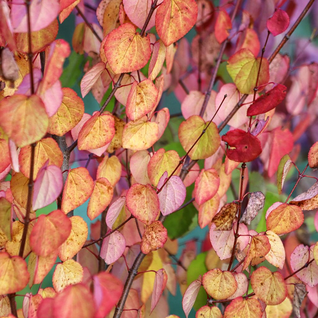 Cercidiphyllum japonicum (semi) - Albero del caramello
