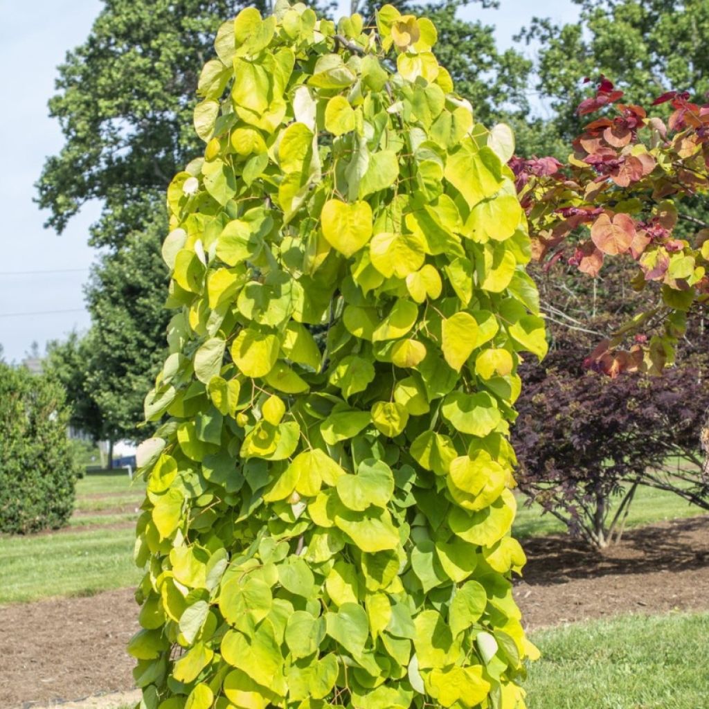 Cercis canadensis Golden Falls - Albero di Giuda