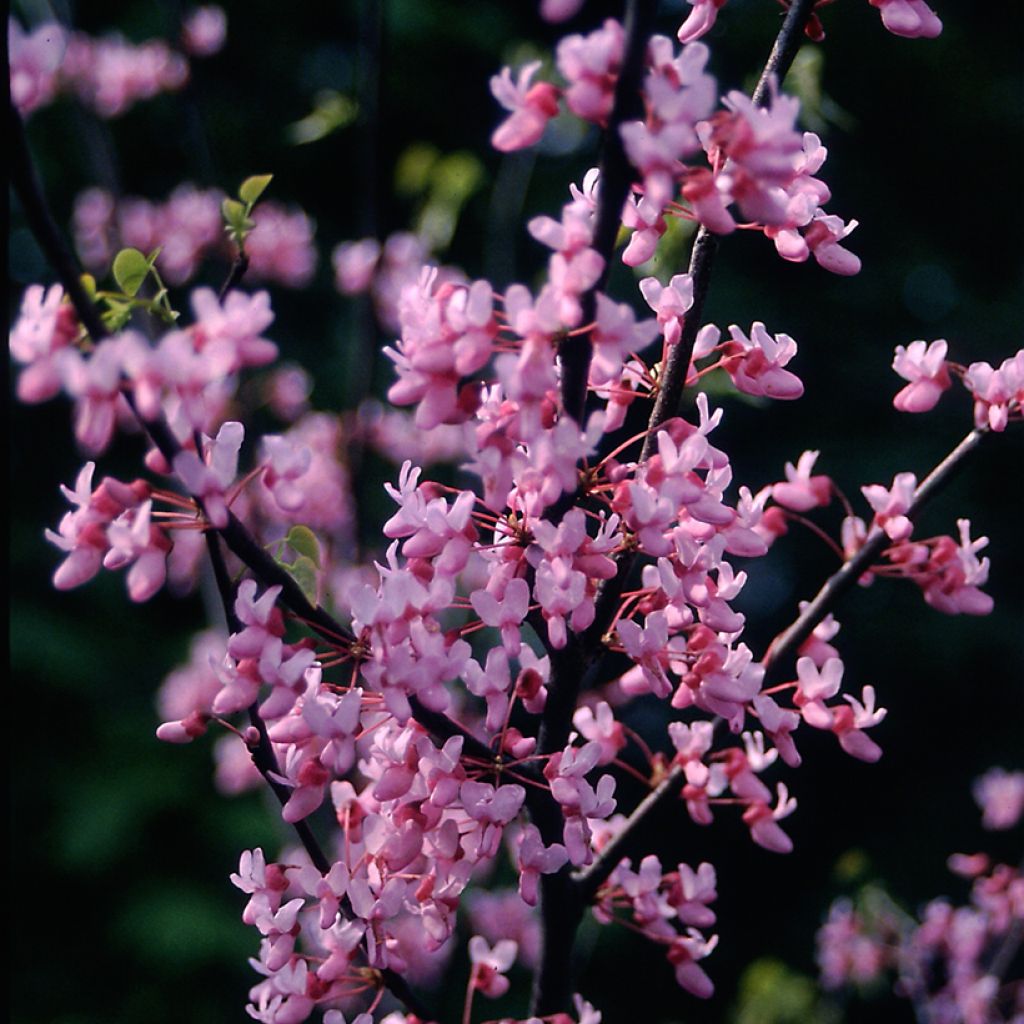 Cercis canadensis - Albero di Giuda
