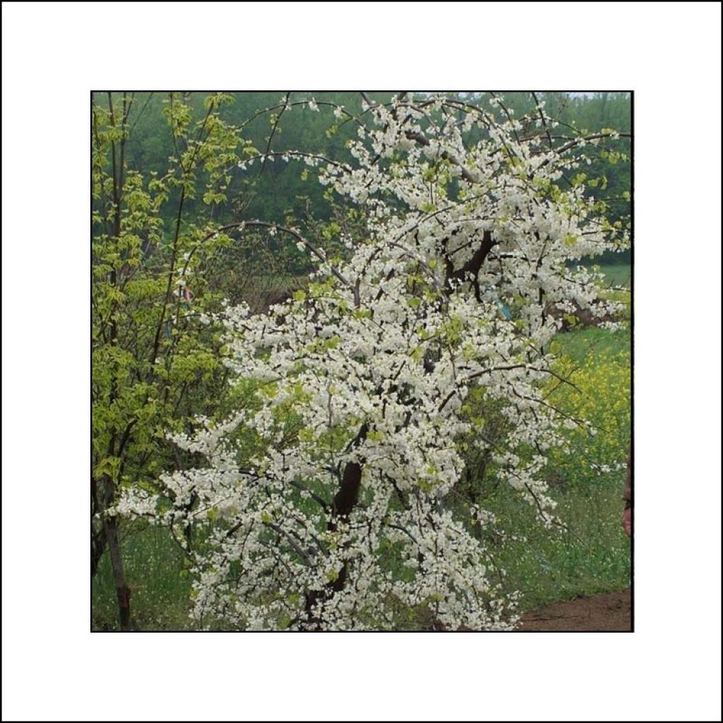 Cercis canadensis Vanilla Twist - Albero di Giuda