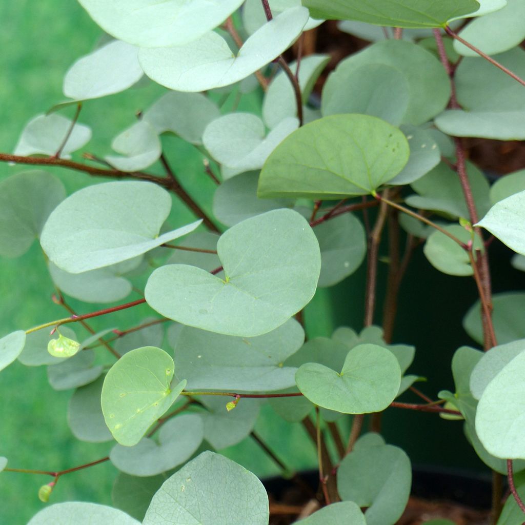 Cercis griffithii Blue Lagoon - Albero di Giuda
