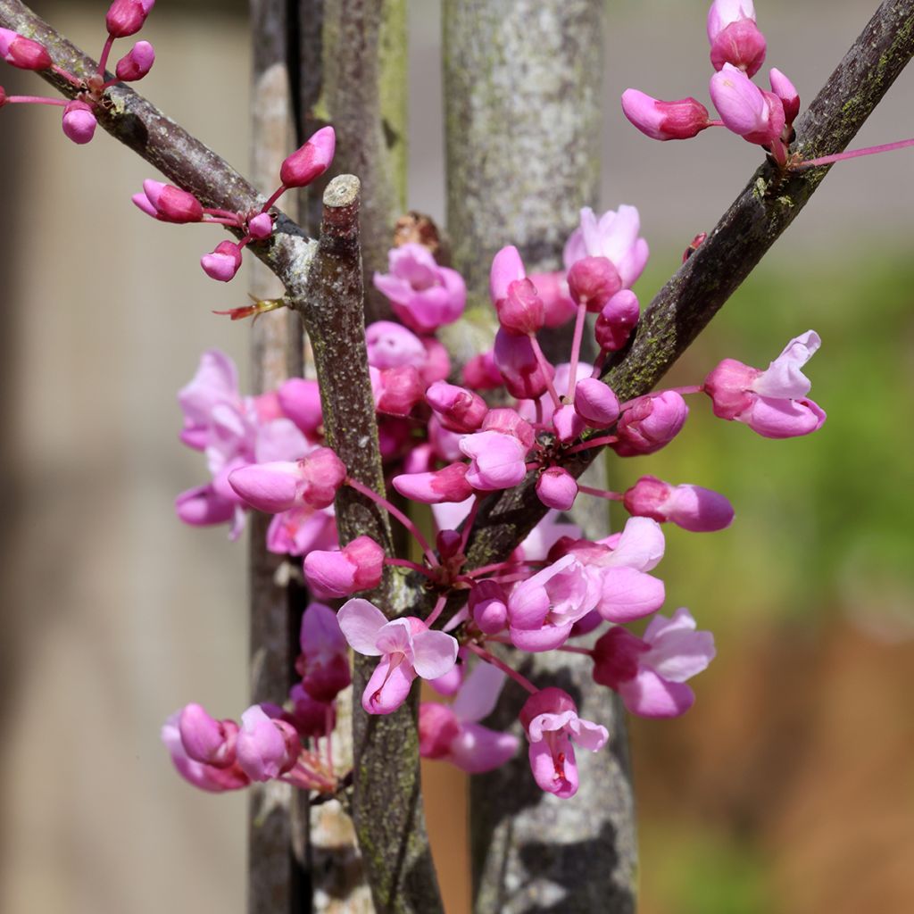 Cercis griffithii Blue Lagoon - Albero di Giuda