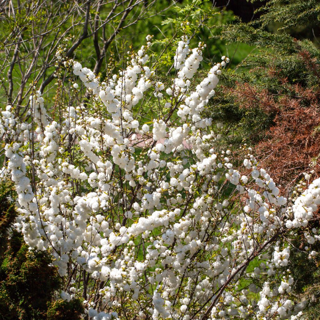 Prunus glandulosa Alba Plena - Ciliegio da fiore