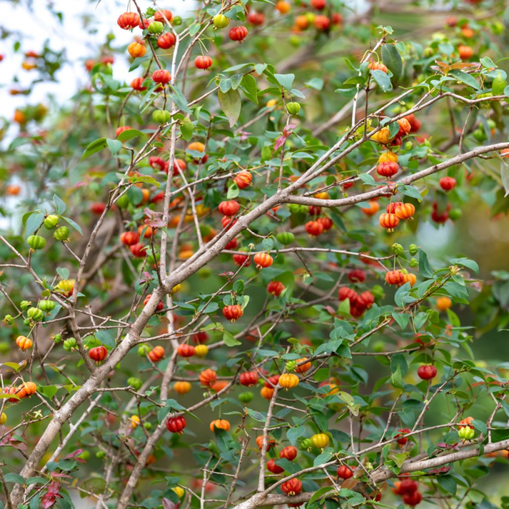 Eugenia uniflora