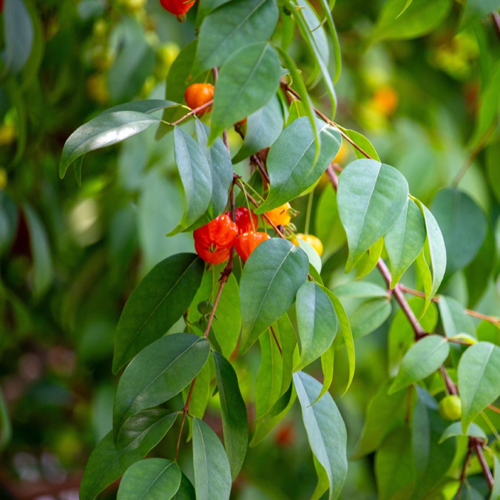 Eugenia uniflora