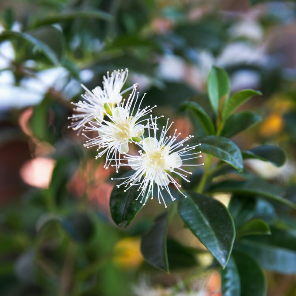 Eugenia uniflora
