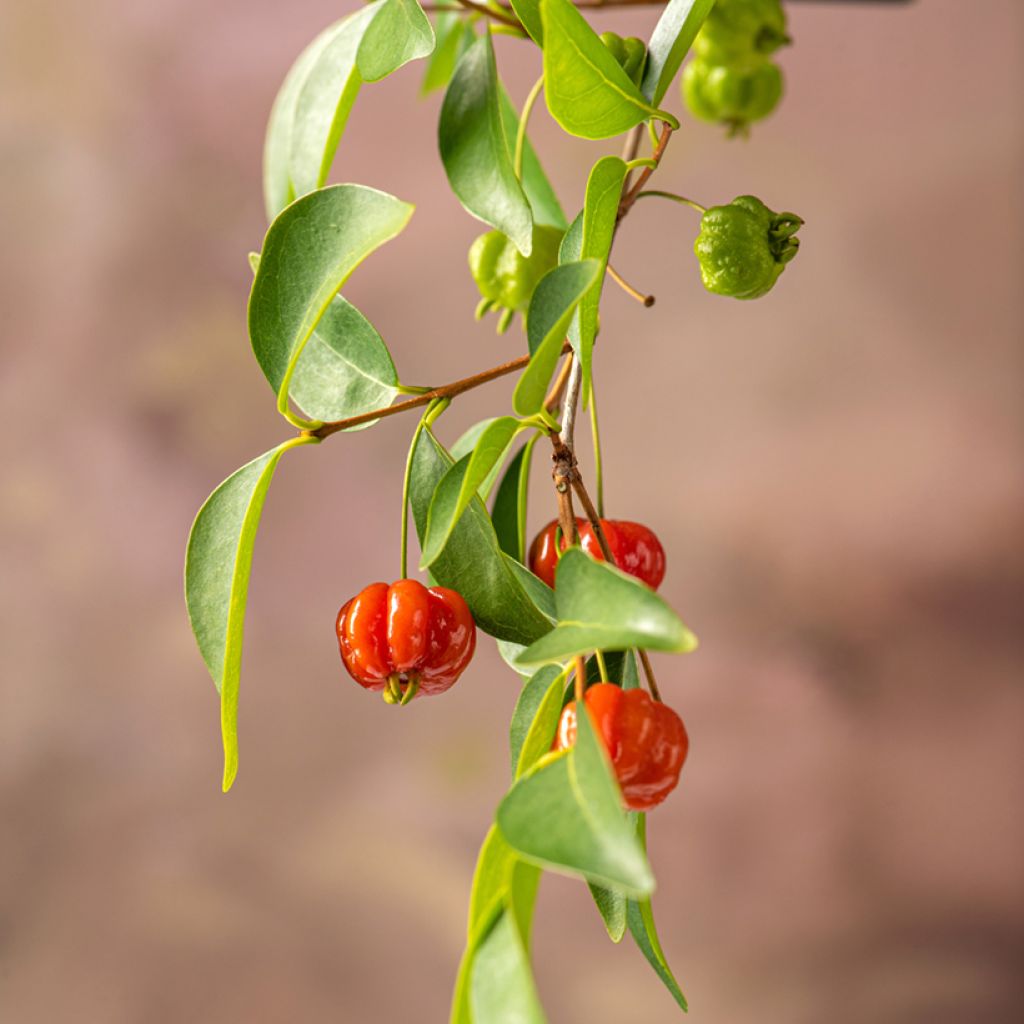 Eugenia uniflora