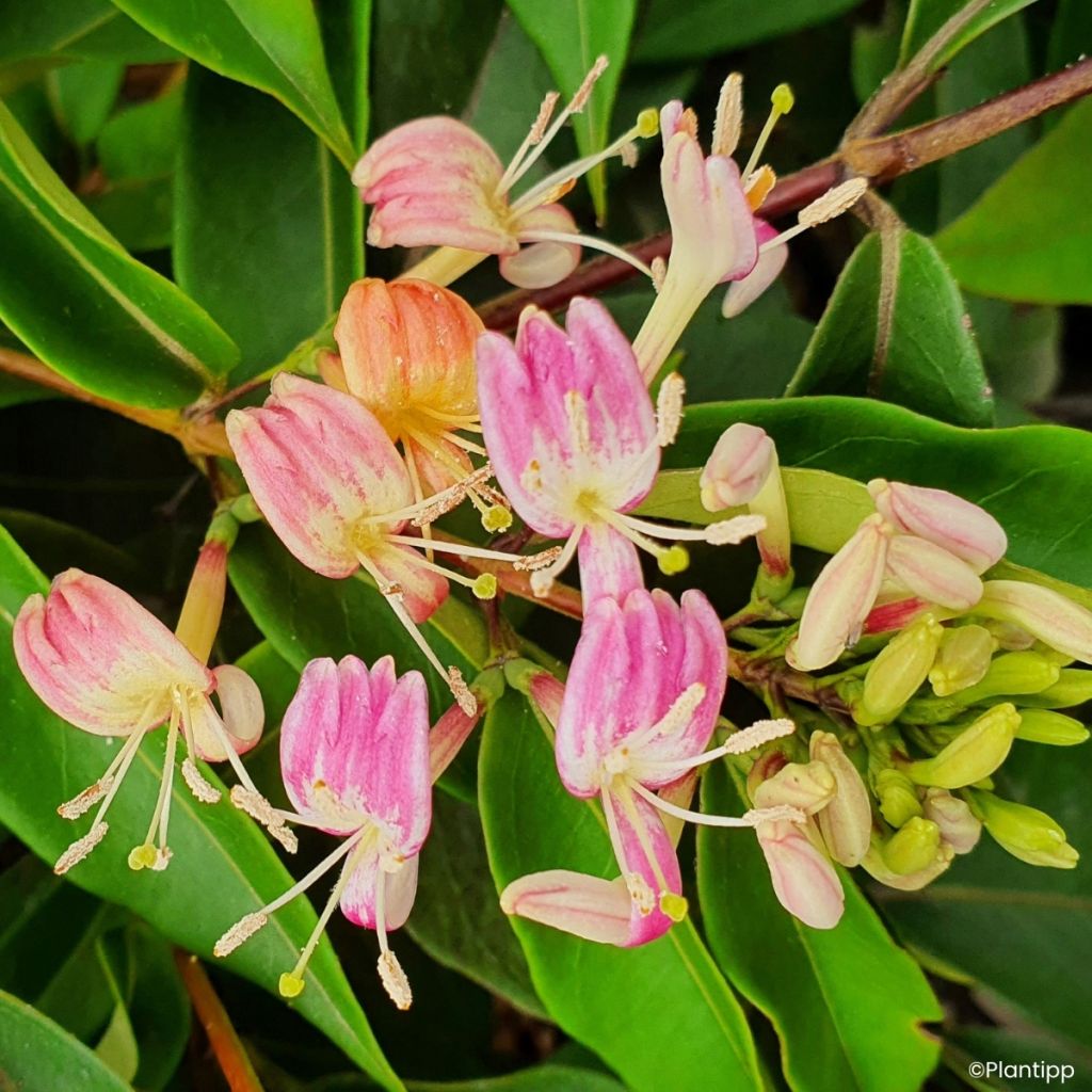 Lonicera henryi Marinella - Caprifoglio