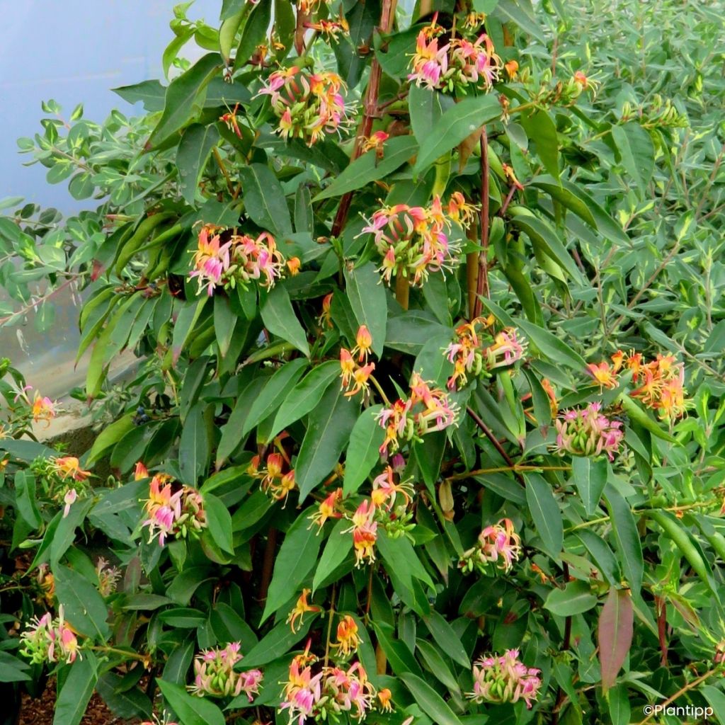 Lonicera henryi Marinella - Caprifoglio