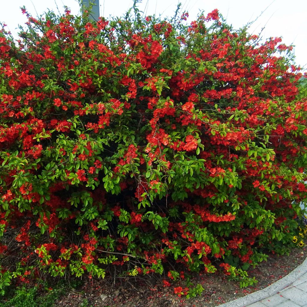 Chaenomeles speciosa Rubra - Fior di Pesco