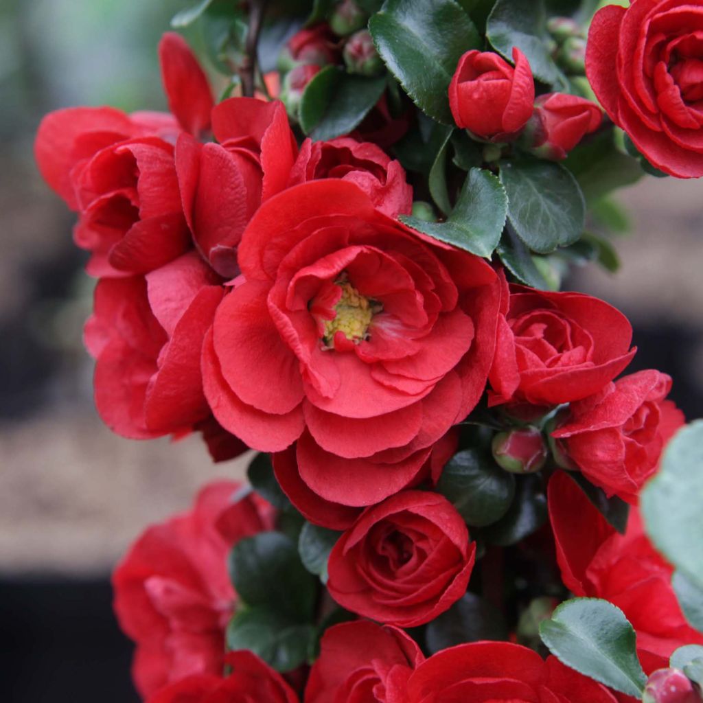Chaenomeles speciosa Scarlet Storm - Fior di Pesco