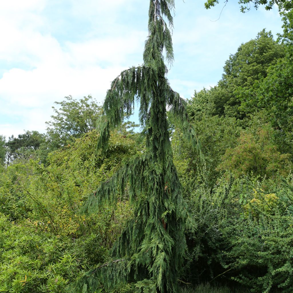 Chamaecyparis nootkatensis Green Arrow - Cipresso di Nootka