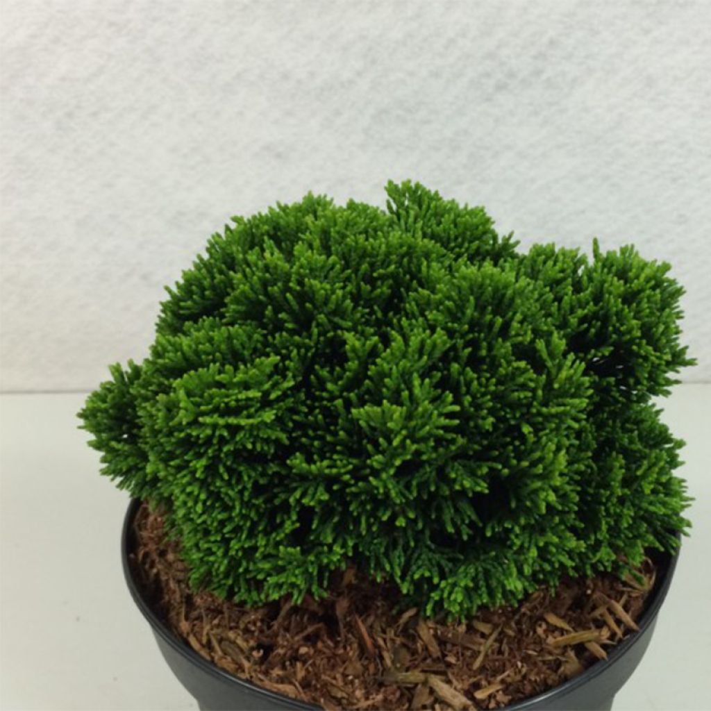 Chamaecyparis obtusa Juniperoides - Faux cyprès hinoki du Japon