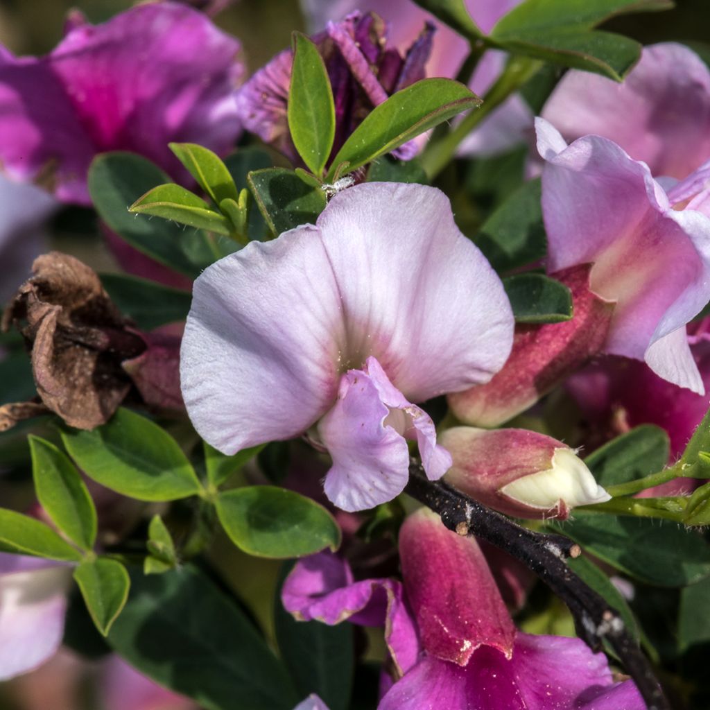 Chamaecytisus purpureus - Citiso purpureo