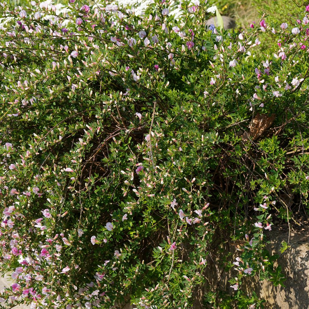 Chamaecytisus purpureus - Citiso purpureo