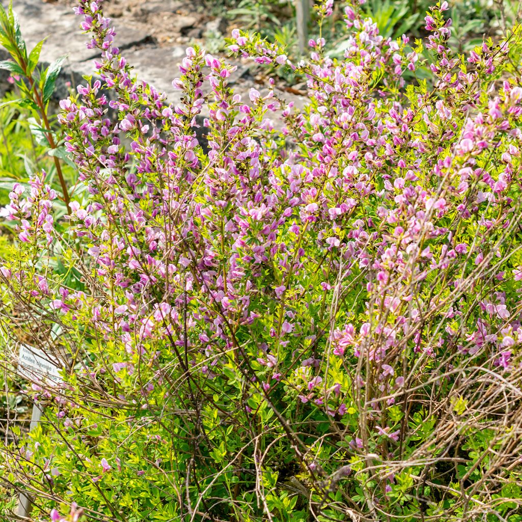 Chamaecytisus purpureus - Citiso purpureo