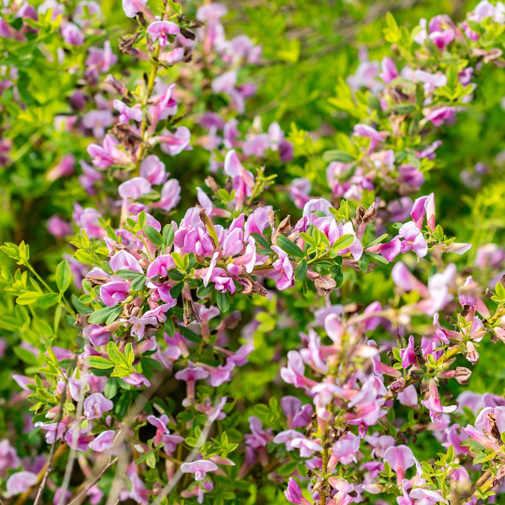 Chamaecytisus purpureus - Citiso purpureo