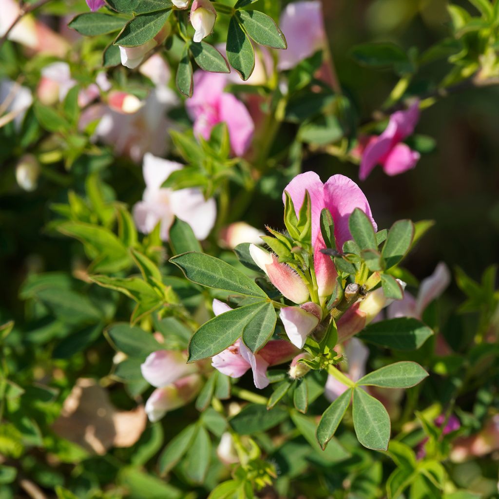 Chamaecytisus purpureus - Citiso purpureo