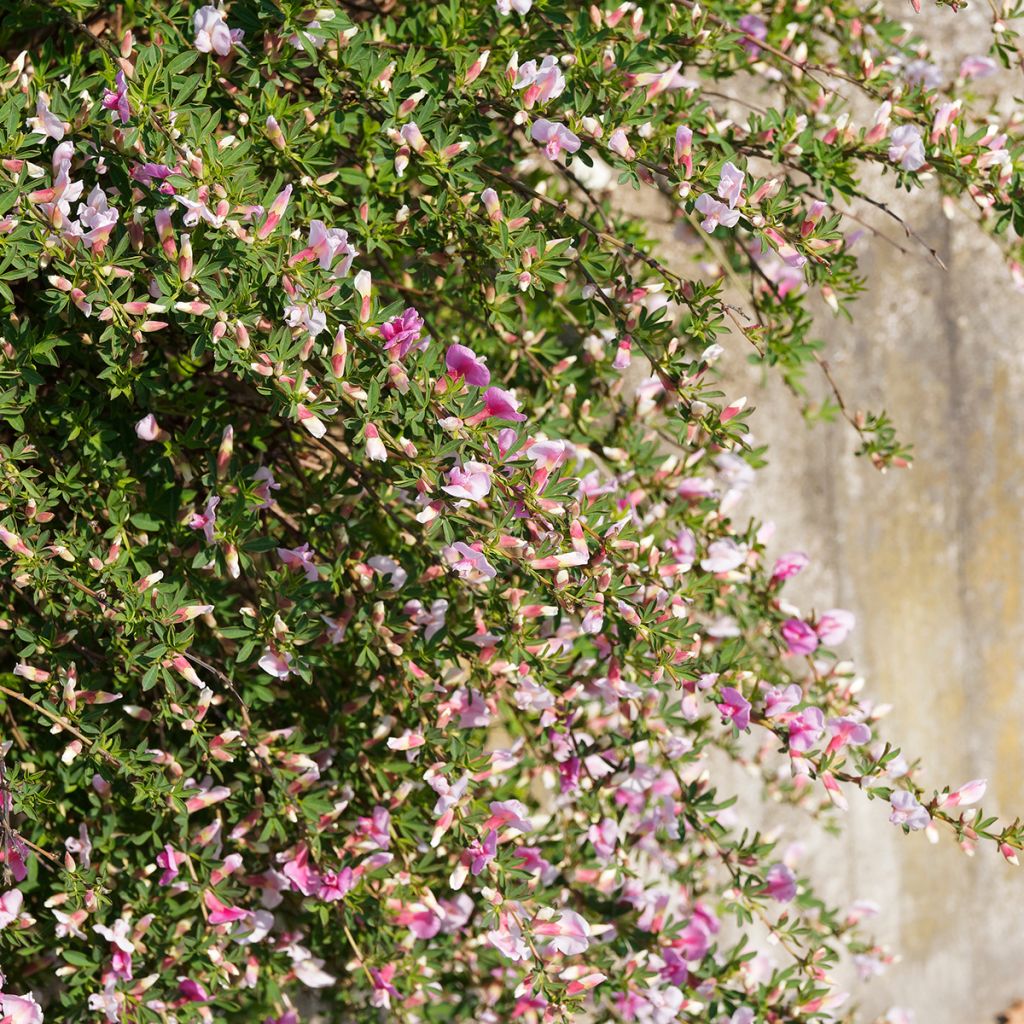 Chamaecytisus purpureus - Citiso purpureo