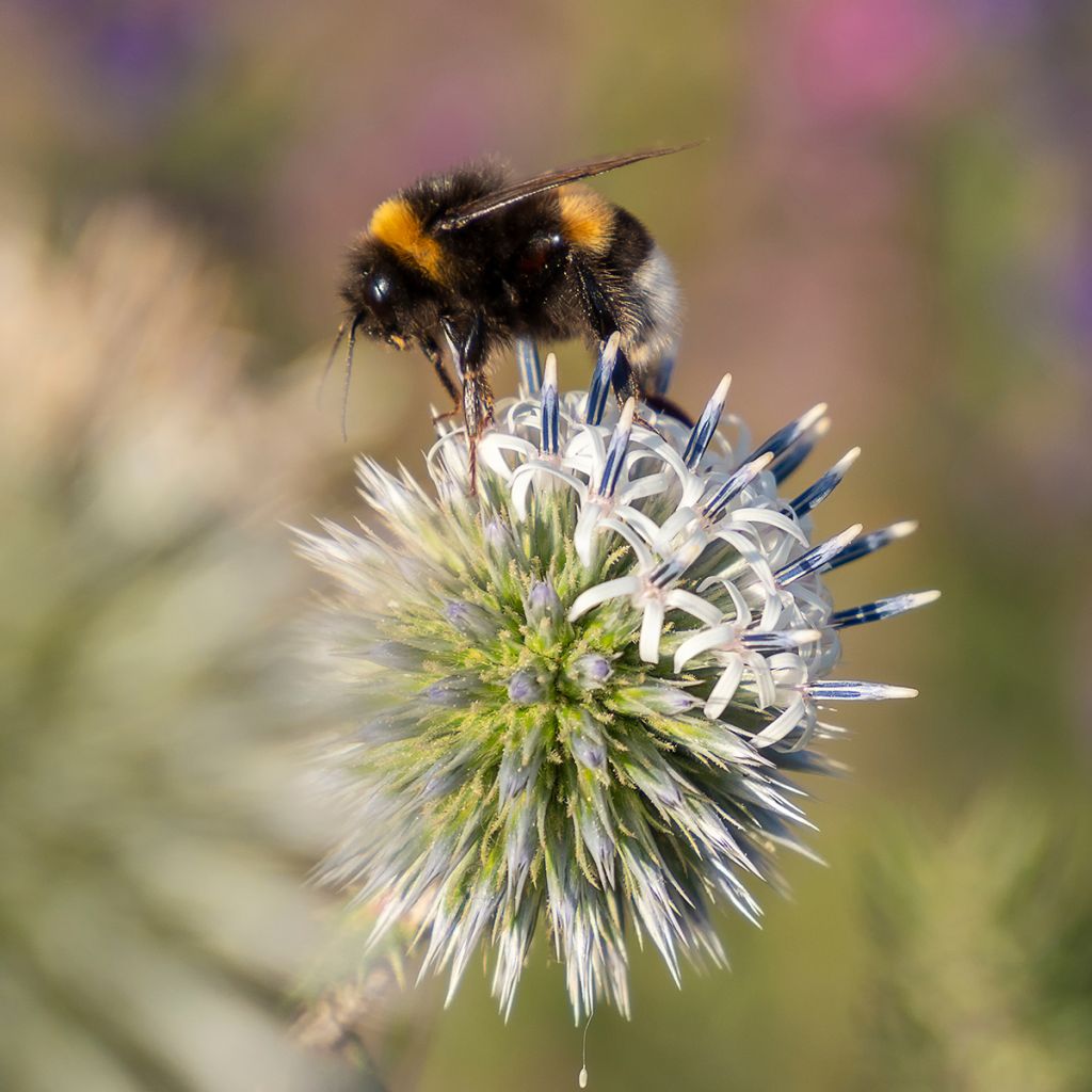 Echinops sphaerocephalum Arctic Glow - Cardo-pallottola maggiore