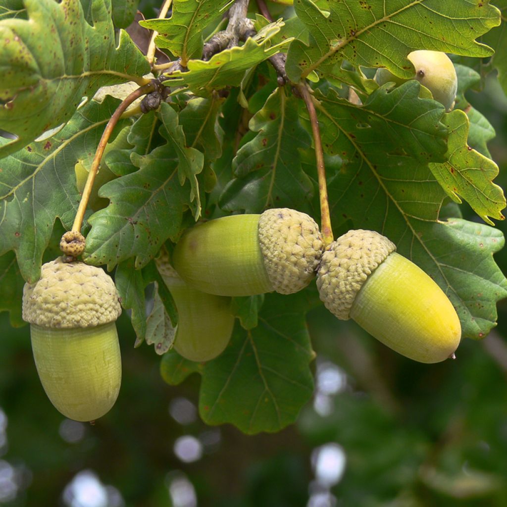Quercus frainetto