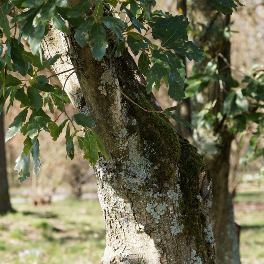 Quercus turneri var.pseudoturneri Spencer Turner - Quercia