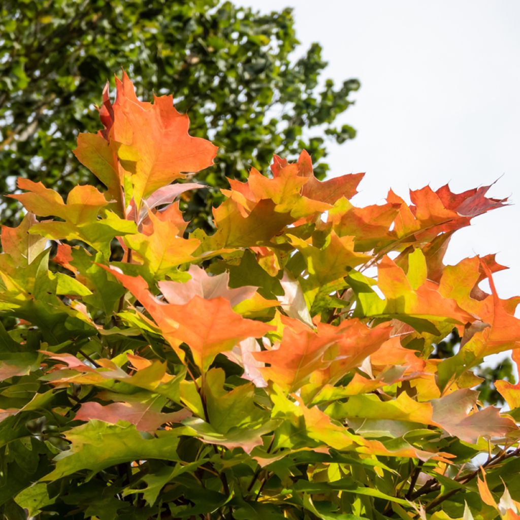Quercus palustris Green Dwarf - Quercia palustre