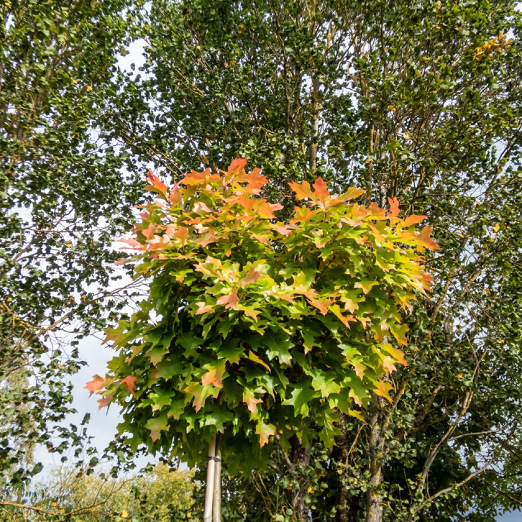 Quercus palustris Green Dwarf - Quercia palustre