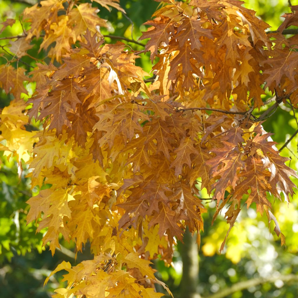 Quercia palustre - Quercus palustris