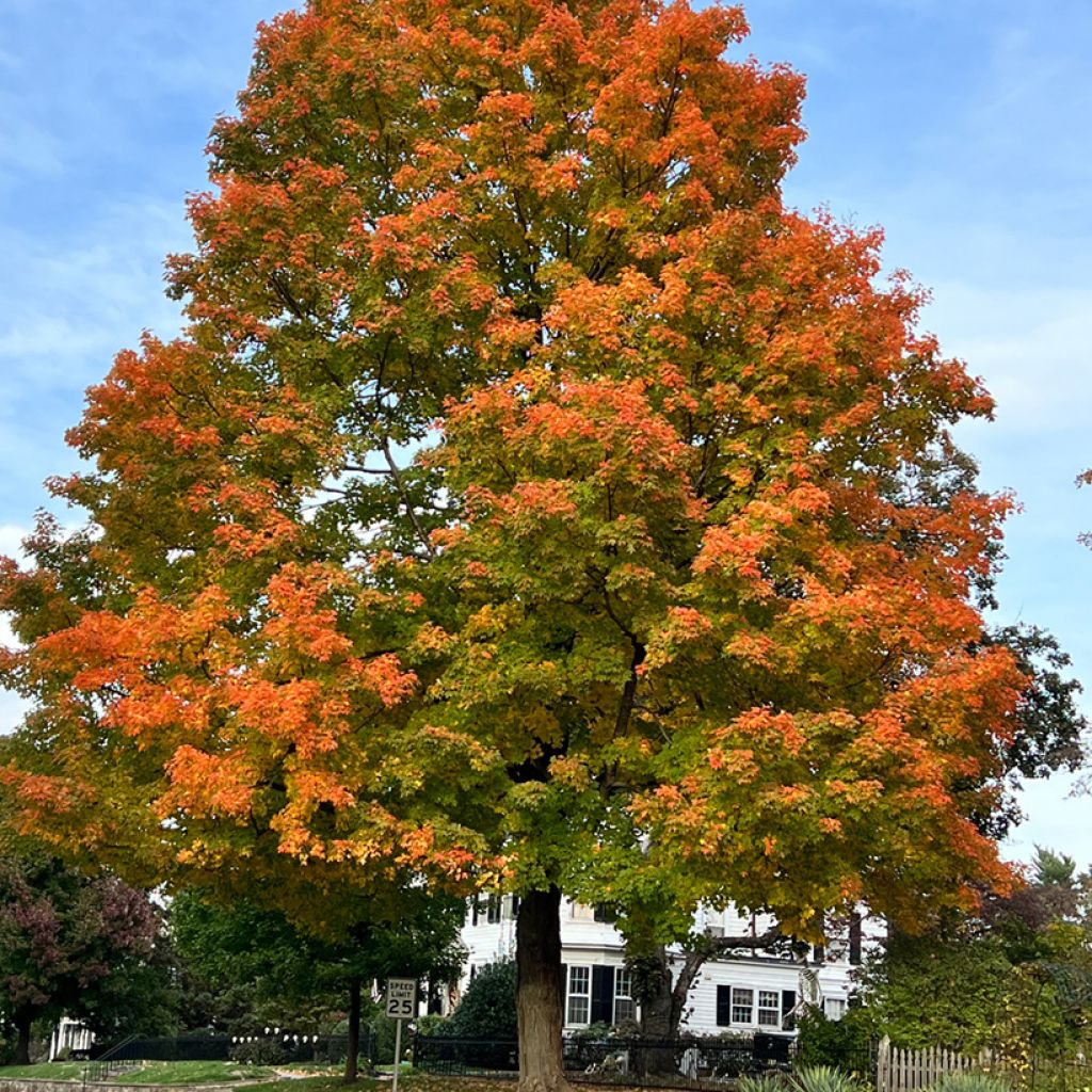 Quercia palustre - Quercus palustris