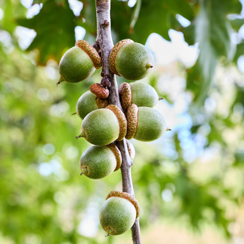 Quercia palustre - Quercus palustris