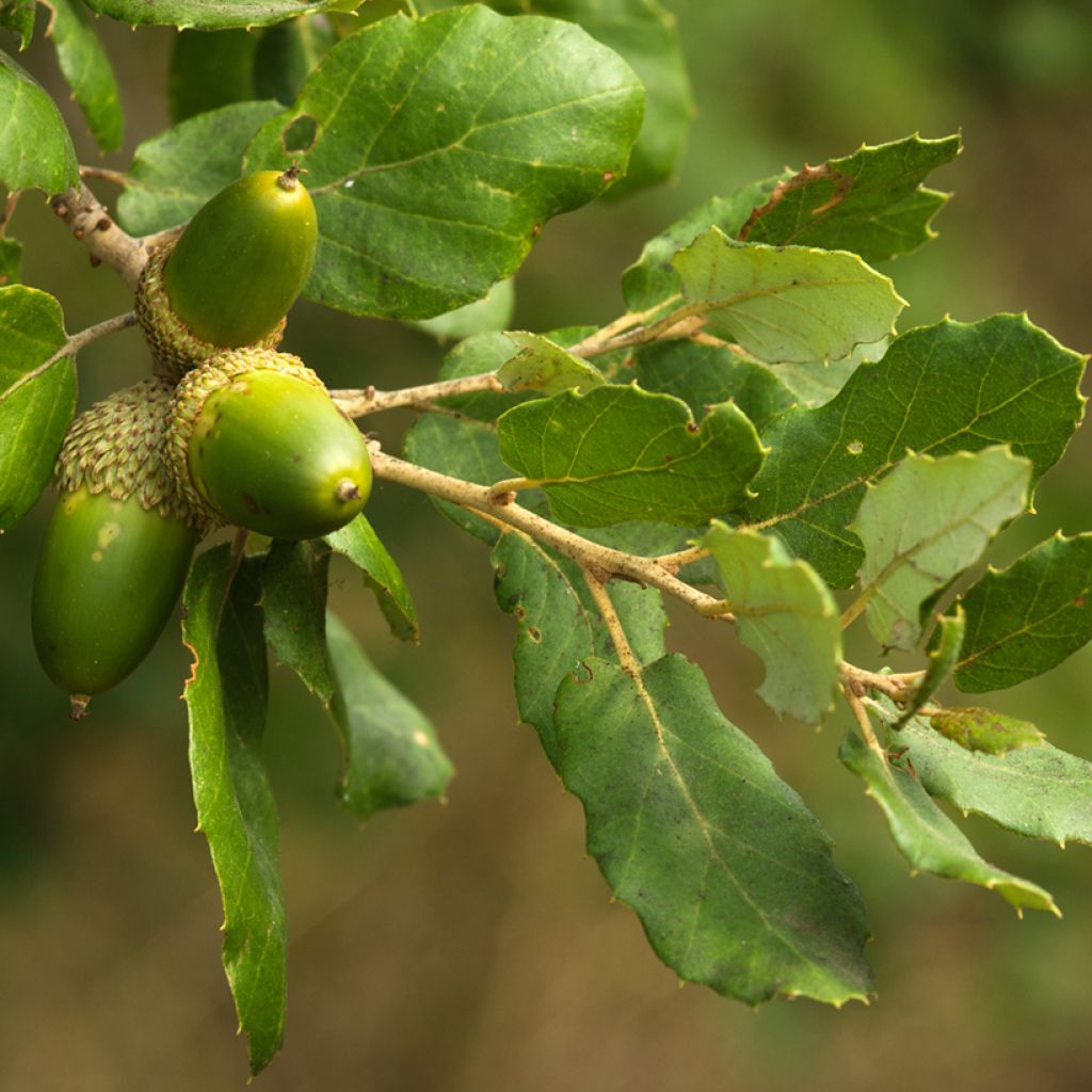 Quercus suber - Quercia da sughero
