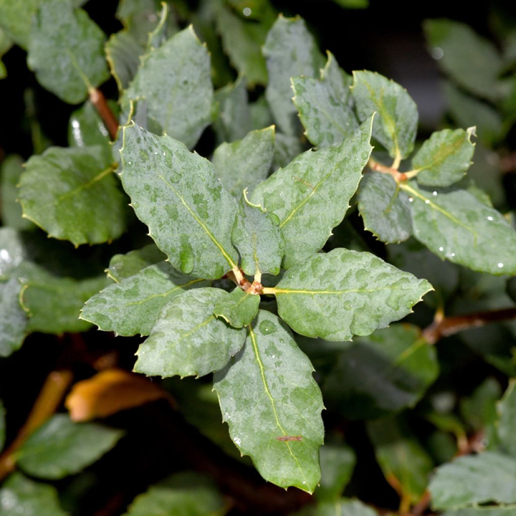 Quercus suber - Quercia da sughero