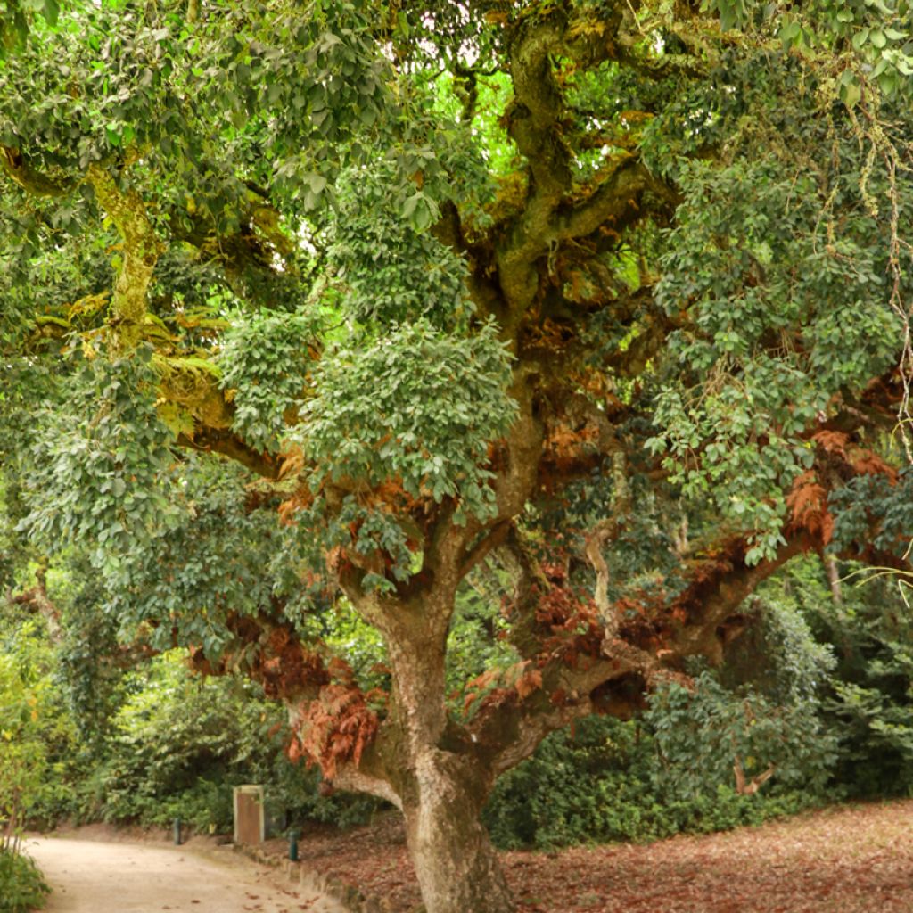Quercus suber - Quercia da sughero