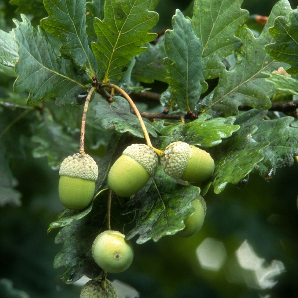 Quercus robur - Farnia