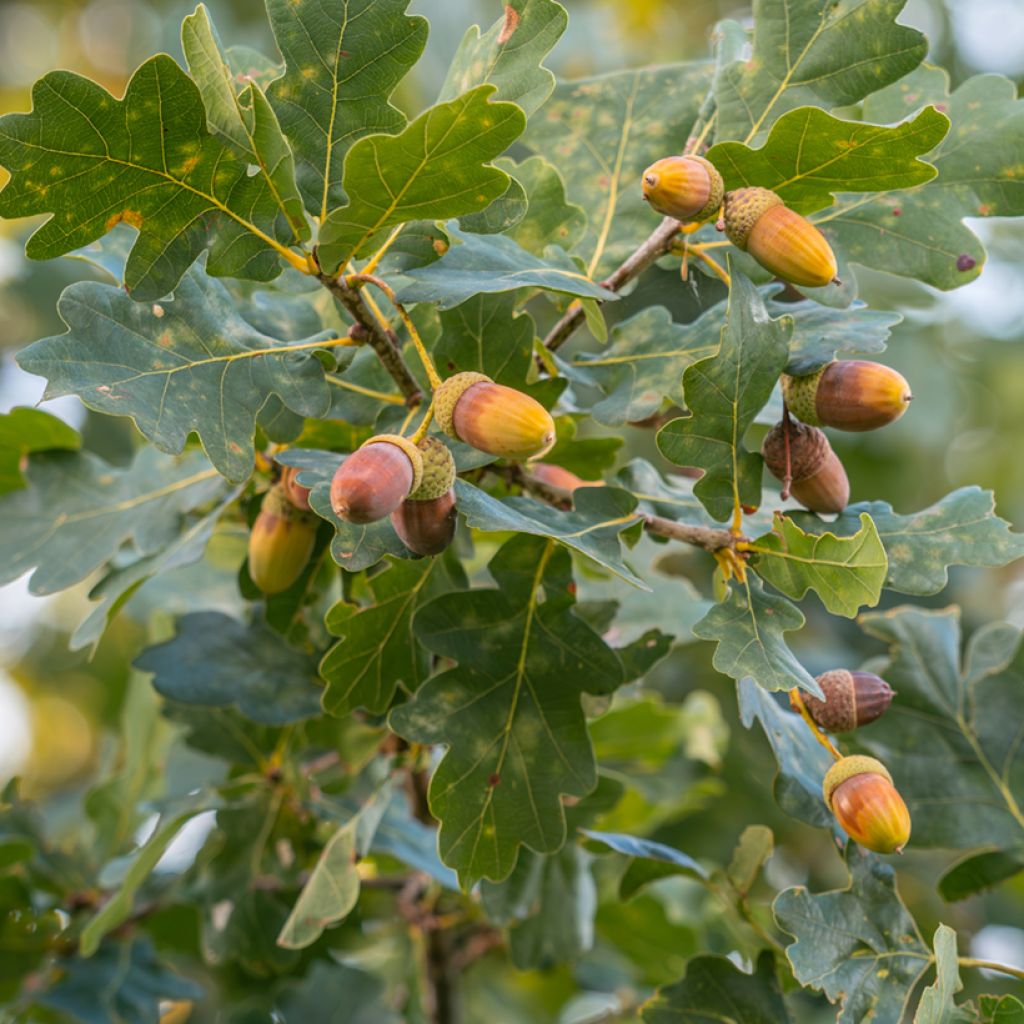 Quercus robur - Farnia