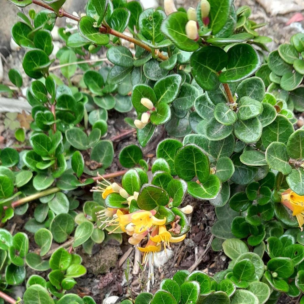 Lonicera crassifolia Little Honey - Caprifoglio