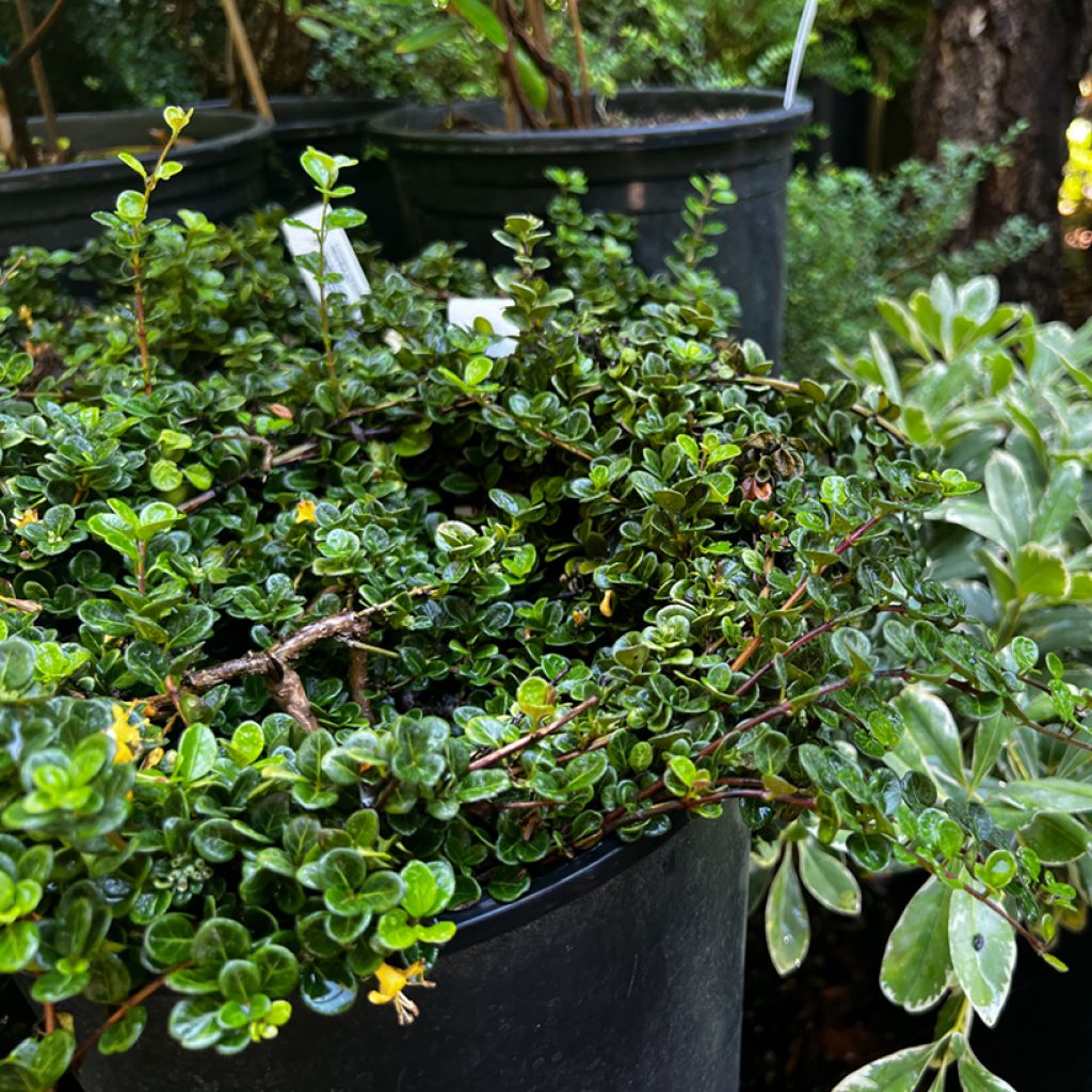 Lonicera crassifolia - Caprifoglio