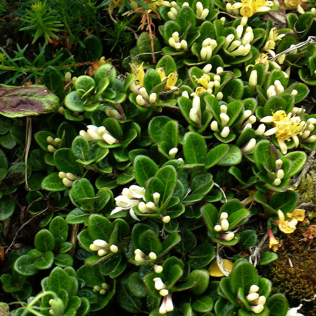 Lonicera crassifolia - Caprifoglio