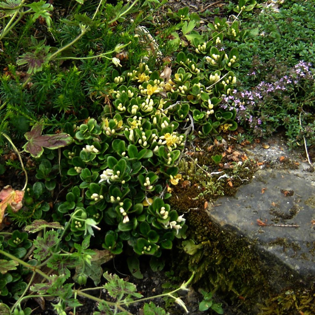 Lonicera crassifolia - Caprifoglio