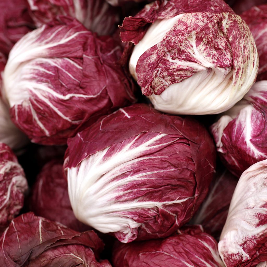 Cicoria Palla Rossa - Vilmorin