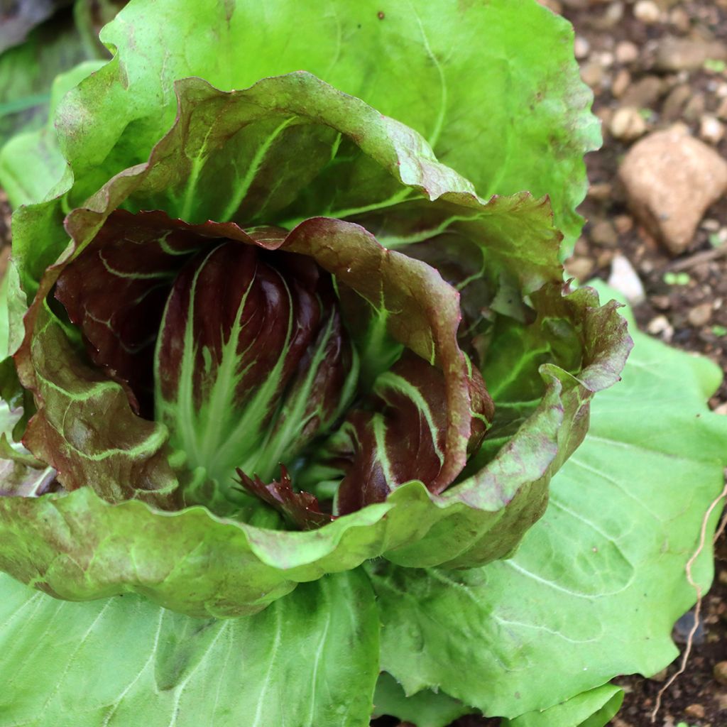 Cicoria Palla Rossa - Vilmorin