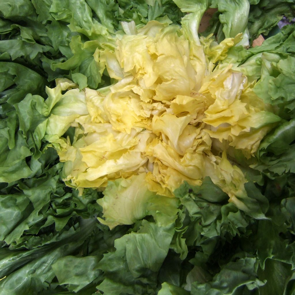 Cicoria scarola Gigante di Maraichere