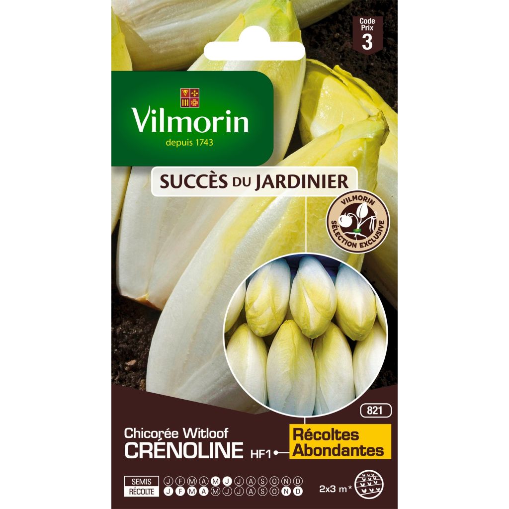 Indivia Crénoline F1 (création Vilmorin) - Vilmorin