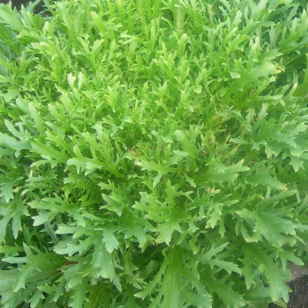 Indivia riccia Minerva