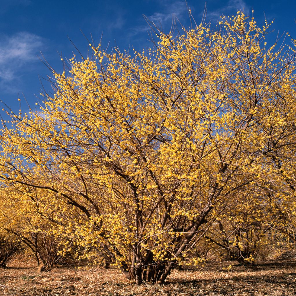 Chimonanthus praecox - Calicanto d'inverno