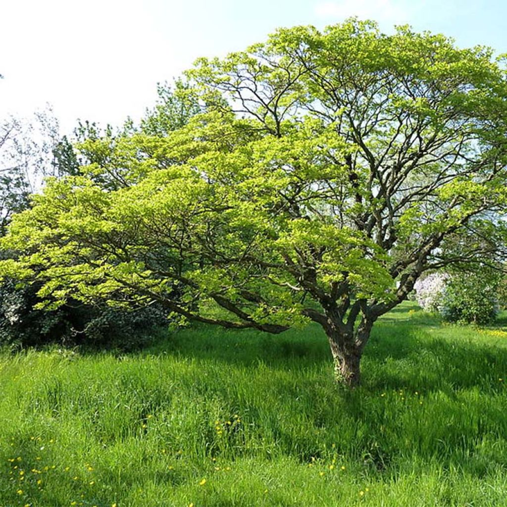 Chionanthus retusus - Albero della neve