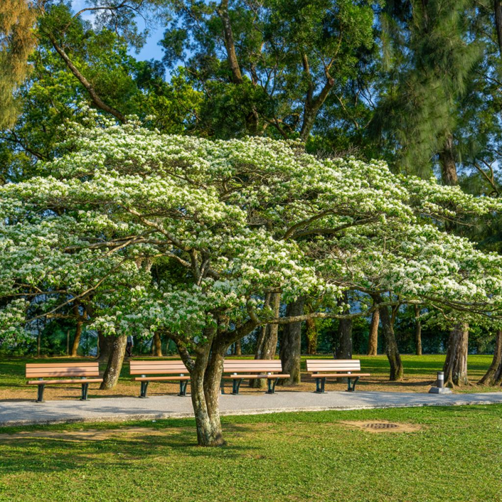 Chionanthus retusus - Albero della neve