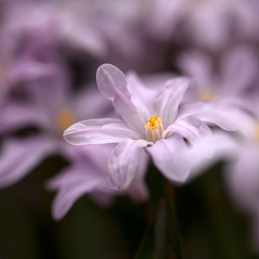 Chionodoxa luciliae Rosy Queen - Scilla di Lucile